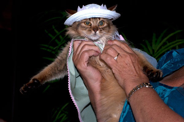 cat-fashion-show-50