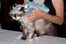 cat-fashion-show-18
