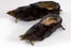 crazy-shoes-mole-slipper