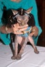 cat-fashion-show-26