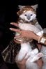 cat-fashion-show-53