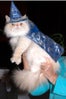 cat-fashion-show-59