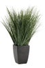 OnionGrassPottedS7