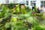 Amsterdam_droog_garden