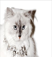 juicy-cats10