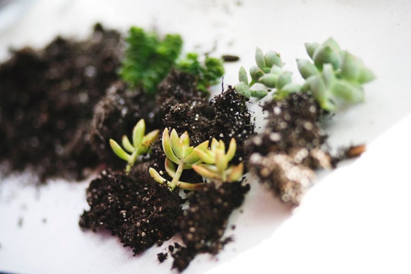 diy gardening project