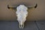 20 Steer Skull Horn - rmckbones - 45.00