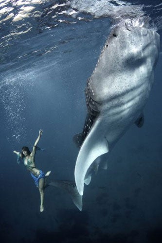 whaleshark2
