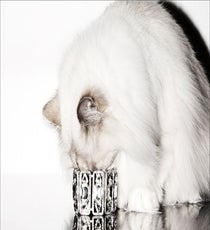 juicy-cats8