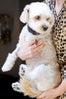 Jessica_Chastain_dog