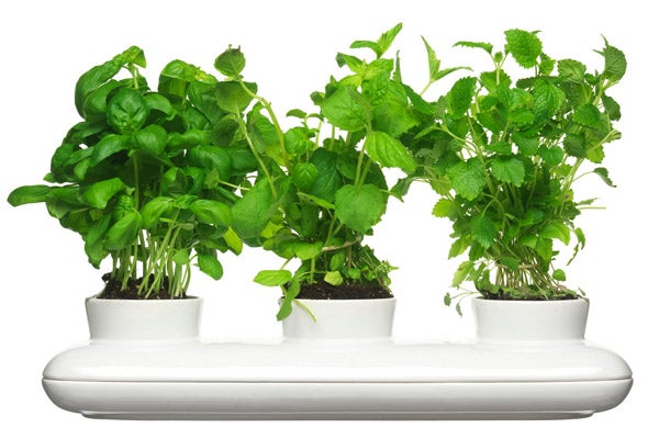 Tabletop_LOCAL_Herb-Pot-Trio_58