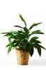 ikea_plant