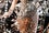 07_04Bergdorfs_JacquelineHarriet