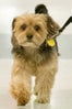 Natalie_Portman_dog