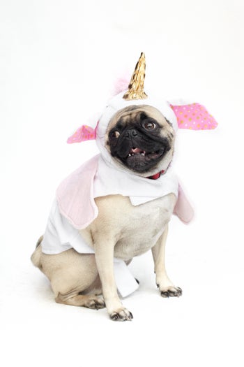 28_Sgt.Pepper_Unicorn_Pug3