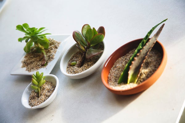 diy gardening project