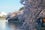 001_Cherry-Blossom-Festival_3