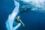 whale-shark-5