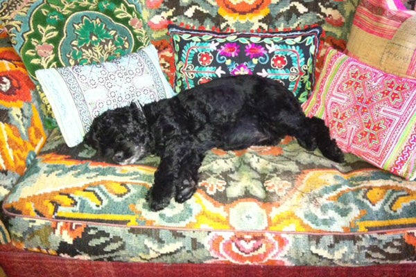 CocoTheDog