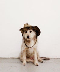 dogdogOP
