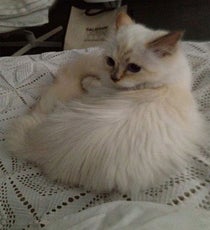 choupette
