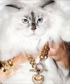 juicy-cats-opener