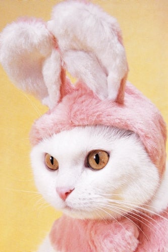 bunny-cat
