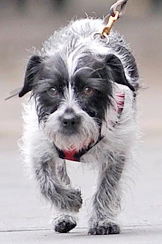 Emma_Stone_dog
