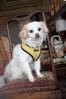 Cutest Shop Dogs In San Francisco Homme