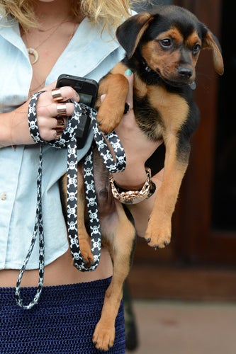 Miley_Cyrus_dog