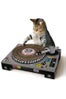 Cat Scratch