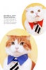 business-cat