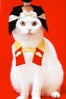 japanese-cat