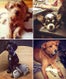 r29-puppy-op