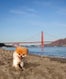 Boo Little Dog In Big City