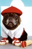 nars-marcel-dog-4
