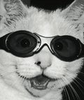 cat opener