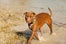 03-andy_lai_photography_refinery29_dogs_3