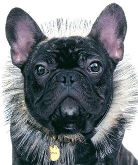 nars-marcel-dog-opener