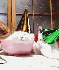 Well, We Can All Go Home Now: Google Just Rolled Out .Gif Search partycats