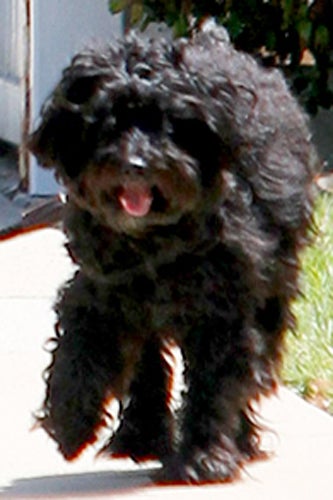 January_Jones_Dog