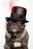 nars-marcel-dog-1