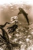 whale-shark-3