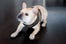 Cutest Shop Dogs In San Francisco Benny Gold