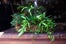 10_MOSS_CRATE_FINAL_b copy