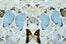 06_TateModern_DamienHirstButterflies-credit-Prudence-Cuming-Associates