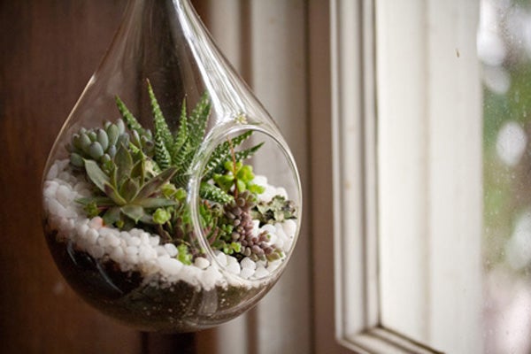6_Inch-Hanging-Terrarium