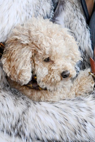 Lady_Gaga_dog