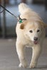 Bradley_Cooper_dog