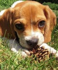 puggle